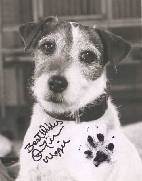 Uggie the dog, star of The Artist (2011) pawtographed pawtrait